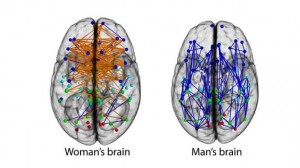 male-female brains firing