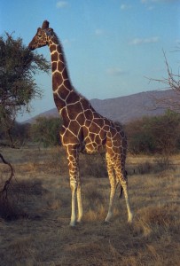 Giraffe - an example of adaptation