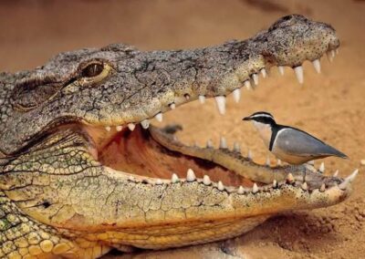 Mutual benefit: the Nile crocodile and the Egyptian Plover bird