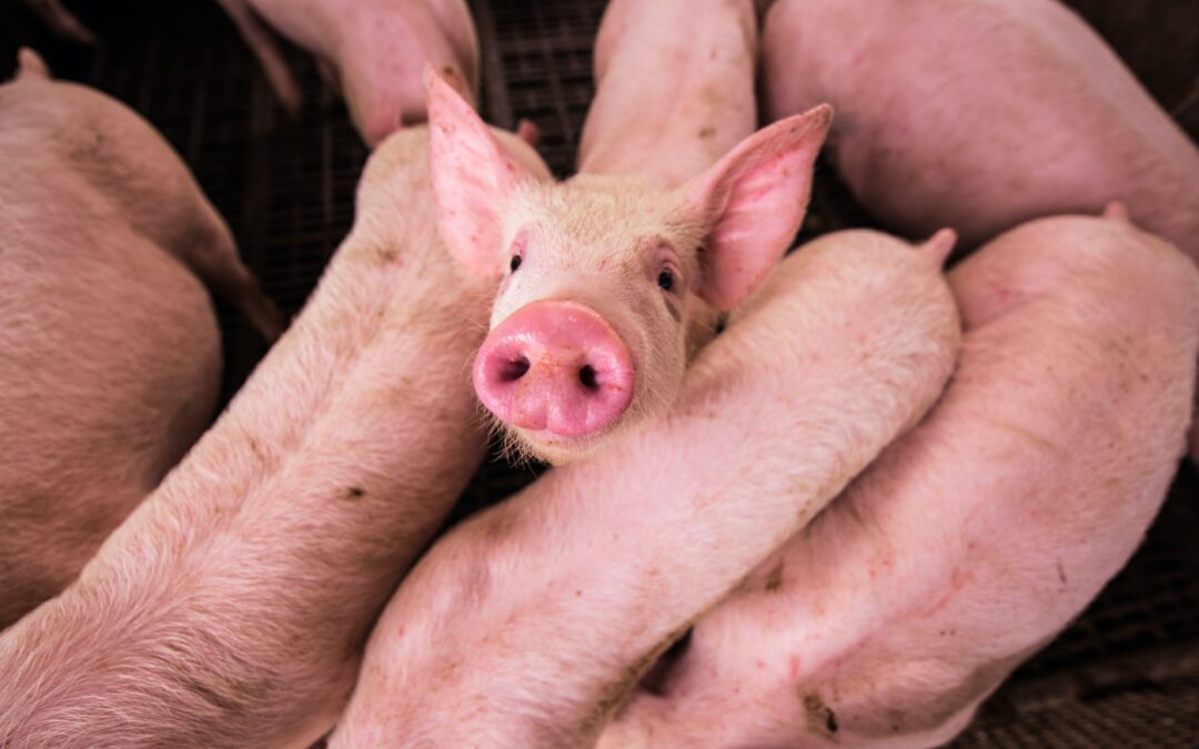 ￼Does weighing the pig change the actual pig?  Evaluating the impact of school partnerships